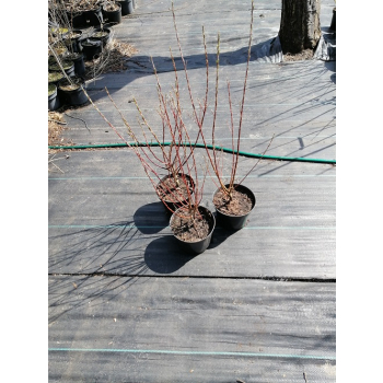 Wierzba płożąca Rosmarnifolia - Salix repens