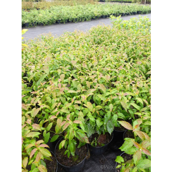 Dereń powabny Lady Jane-Cornus amomum