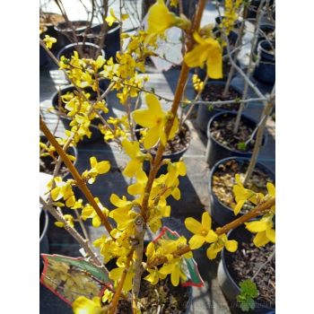 Forsycja Kanarek-Forsythia
