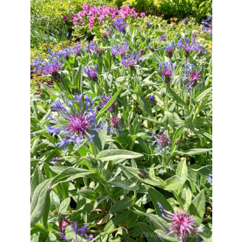 Chaber górski-Centaurea montana
