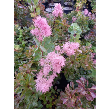 Perukowiec podolski Smokey Joe-Cotinus coggygria