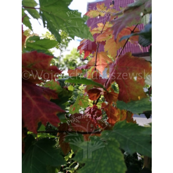 Klon czerwony - Acer rubrum