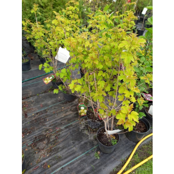Kalina koralowa Park Harvest-Viburnum opulus