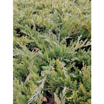 Jałowiec sabiński Tamariscifolia -  Juniperus sabina