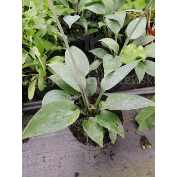 Funkia Halcyon-Hosta