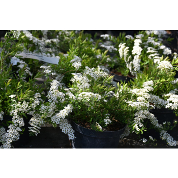 Tawuła szara Grefsheim - Spiraea cinerea
