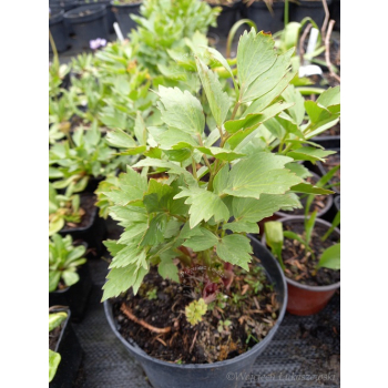Lubczyk-Levisticum officinale