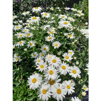 Złocień wielki Silver Princess-Leucanthemum maximum