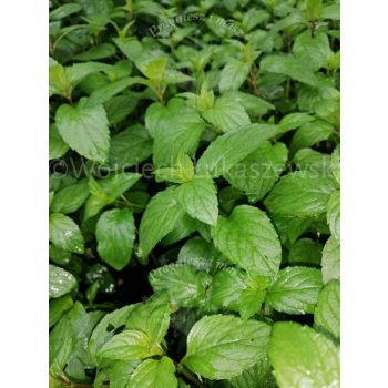 Mięta żabia-Mentha aquatica