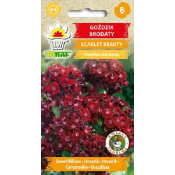 Goździk brodaty Scarlet Beauty