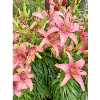 Lilia azjatycka Pink Pixie-Lilium asiatic