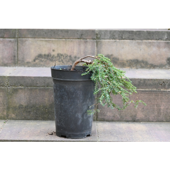 Choina kanadyjska Cole's Prostrate -Tsuga canadensis 0007