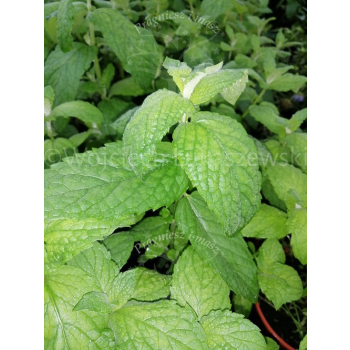 Mięta ogrodowa-Mentha