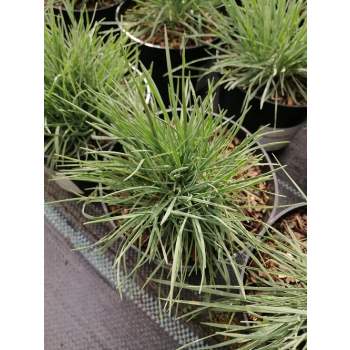 Strzęplica sina - Koeleria glauca