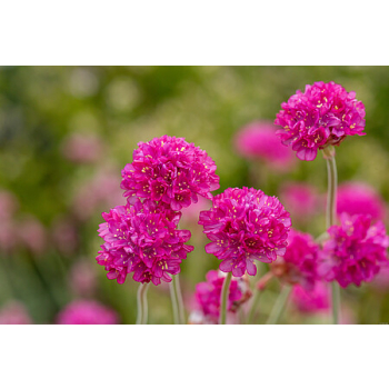 Zawciąg nadmorski Nifty Thrifty - Armeria maritima