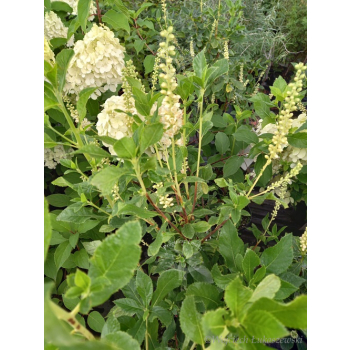 Orszelina olcholistna Clea-Clethera alnifolia