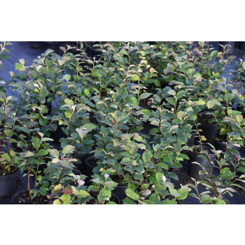 Fotergilla mieszańcowa Sea Spray - Fothergilla x intermedia
