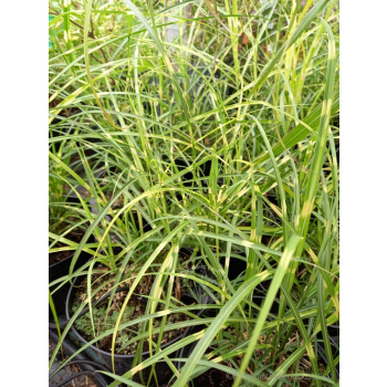 Miskant chiński Strictus Dwarf-Miscanthus sinensis