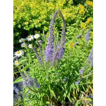 Przetacznik siwy - Veronica spicata
