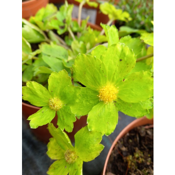 Cieszynianka wiosenna - Hacquetia epipactis