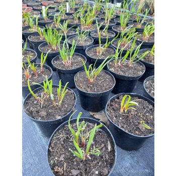 Szczypior czosnkowy - Allium tuberosum