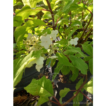 Hortensja bukietowa Summer Snow-Hydrangea paniculata