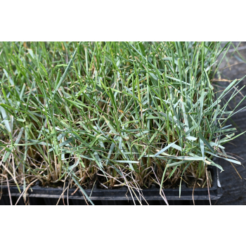 Wydmuchrzyca Magellana - Elymus magellanicuss