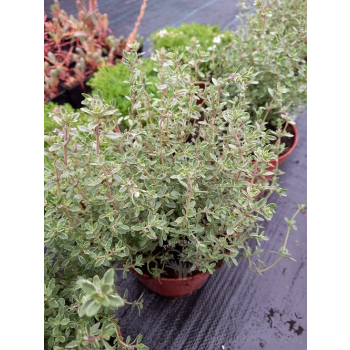 Macierzanka cytrynowa-Thymus x citriodorus Silver King