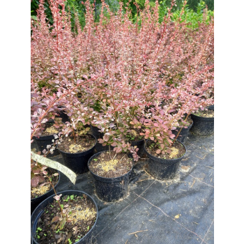 Berberys Thunberga Rosetta-Berberis thunbergii