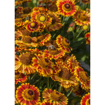 Dzielżan ogrodowy Mariachi Fuego - Helenium x hybridum