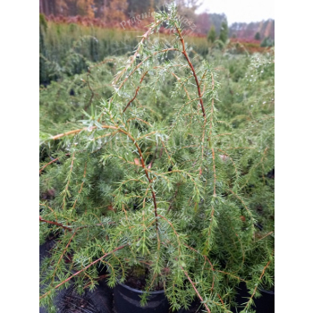 Jałowiec pospolity Oblonga Pendula-Juniperus communis