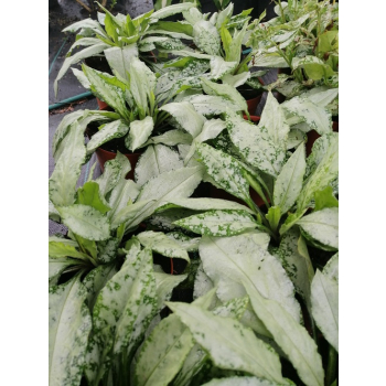 Miodunka Silver Bouquet - Pulmonaria
