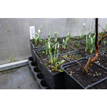 Śnieżyczka - Galanthus nivalis