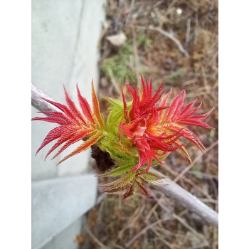 Tawlina jarzębolistna Sem-Sorbaria sorbifolia