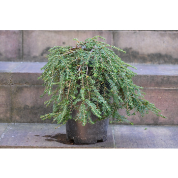 Choina kanadyjska Cole's Prostrate -Tsuga canadensis 0004