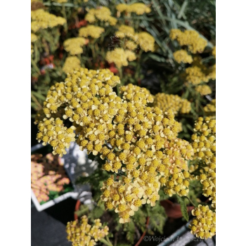 Krwawnik pospolity Milly Rock Yellow Terracotta - Achillea millefolium