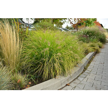 Rozplenica japońska Hameln Gold - Pennisetum alopecuroides