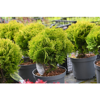 Żywotnik zachodni Mirjam - Thuja occidentalis