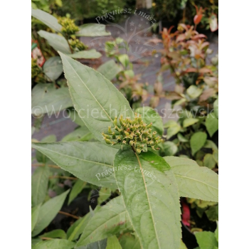Zadrzewnia płaskoogonkowa Butterfly-Diervilla sessilifolia