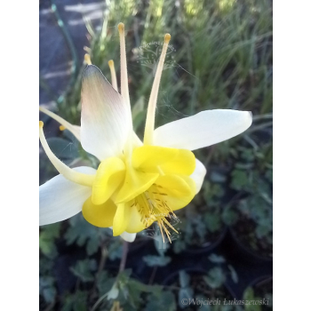 Orlik błękitny Scott Elliott-Aquilegia caerulea