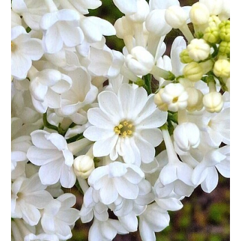 Lilak pospolity Rochester - Syringa vulgaris