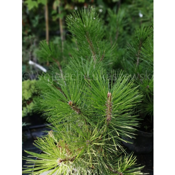 Sosna bośniacka-Pinus heldreichii
