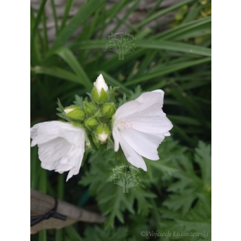 Ślaz piżmowy - Malva moschata