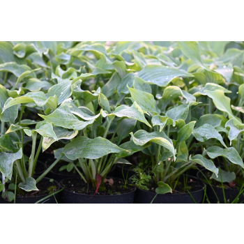 Funkia Diamond Lake - Hosta sieboldiana