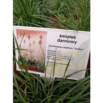 Śmiałek darniowy Goldtau - Deschampsia cespitosa
