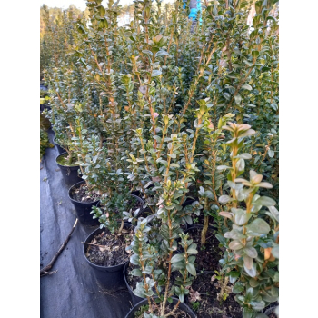 Bukszpan zawszezielony Rotundifolia-Buxus sempervirens