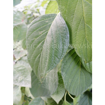 Dereń rozłogowy Flaviramea-Cornus sericea