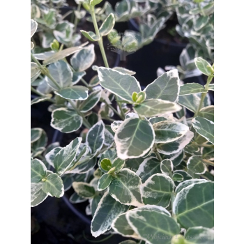 Trzmielina Emerald Gaiety-Euonymus fortunei