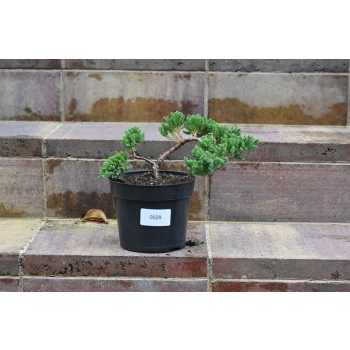 Jałowiec rozesłany Nana - Juniperus procumbens 0029