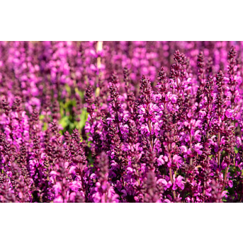 Szałwia omszona Royal Magenta - Salvia nemorosa